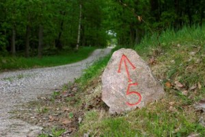 De lange lige skovveje under Skovmaren halvmaraton i St. Dyrehave ved Hillerød